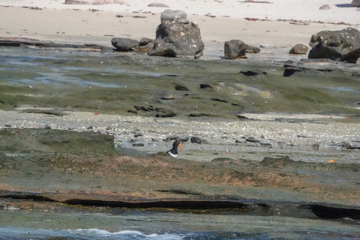 Pied Oystercatcher - ML623348154