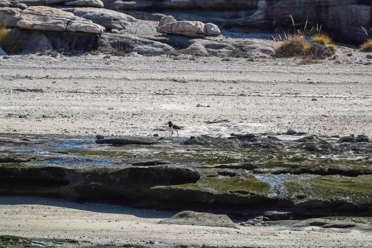 Pied Oystercatcher - ML623348155