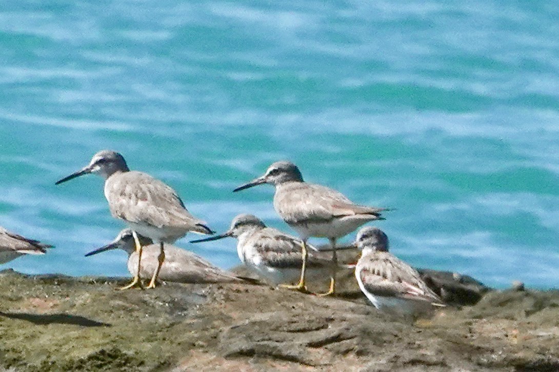 Terek Sandpiper - Guillaume Calcagni