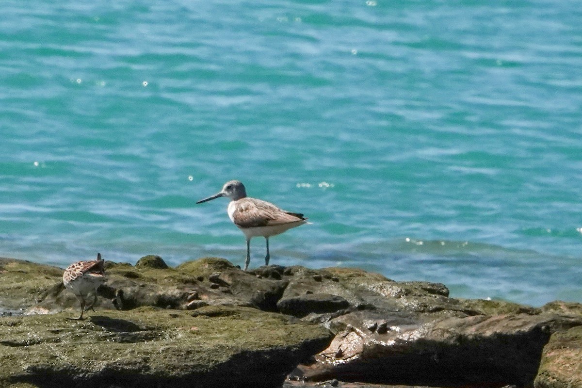 Common Greenshank - ML623348206