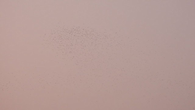 Golondrina Sureña - ML623348239