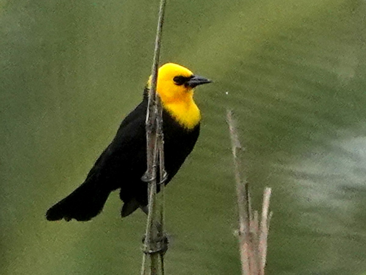 Yellow-hooded Blackbird - ML623348240