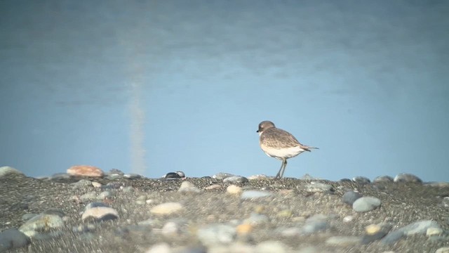 Siberian Sand-Plover - ML623348277