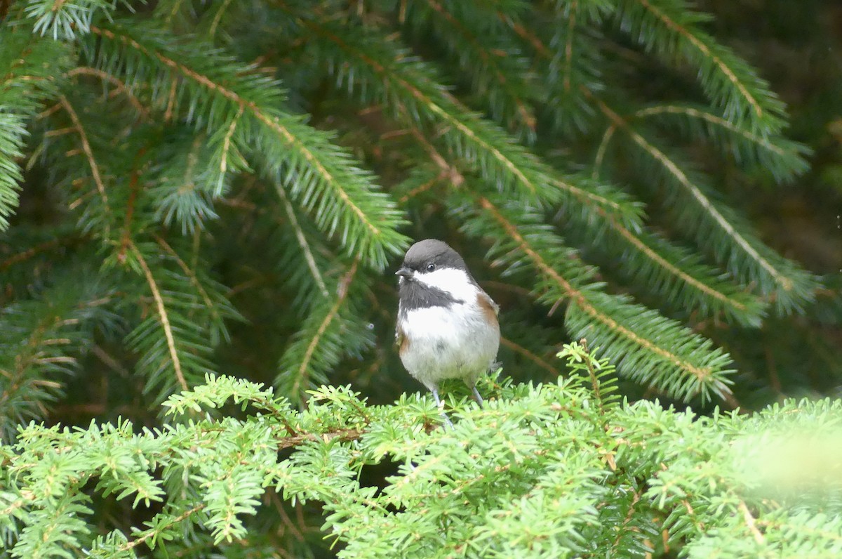 Chestnut-backed Chickadee - ML623348341