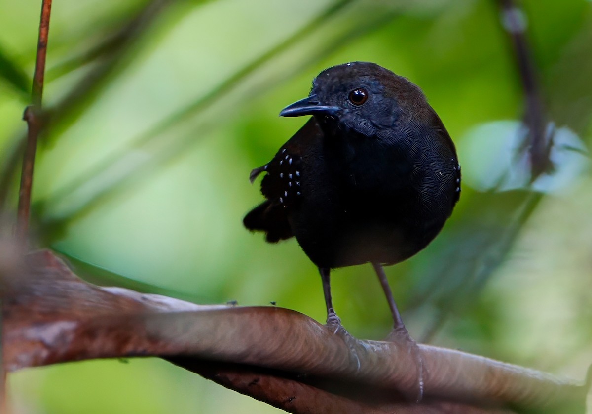 Black-throated Antbird - ML623348415