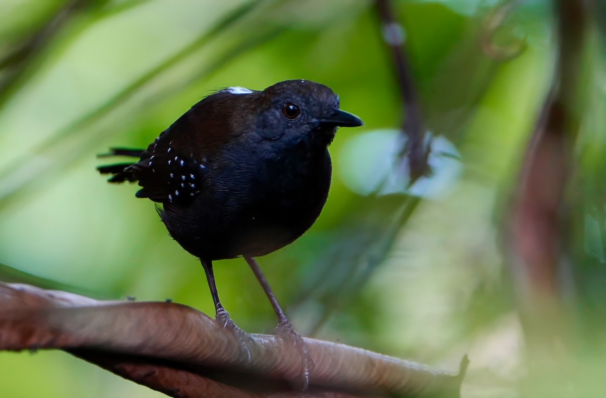 Black-throated Antbird - ML623348416