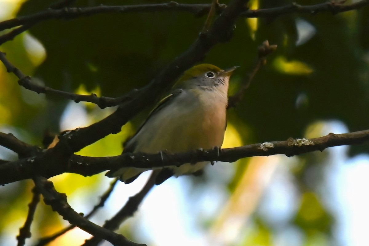 Chestnut-sided Warbler - ML623348446