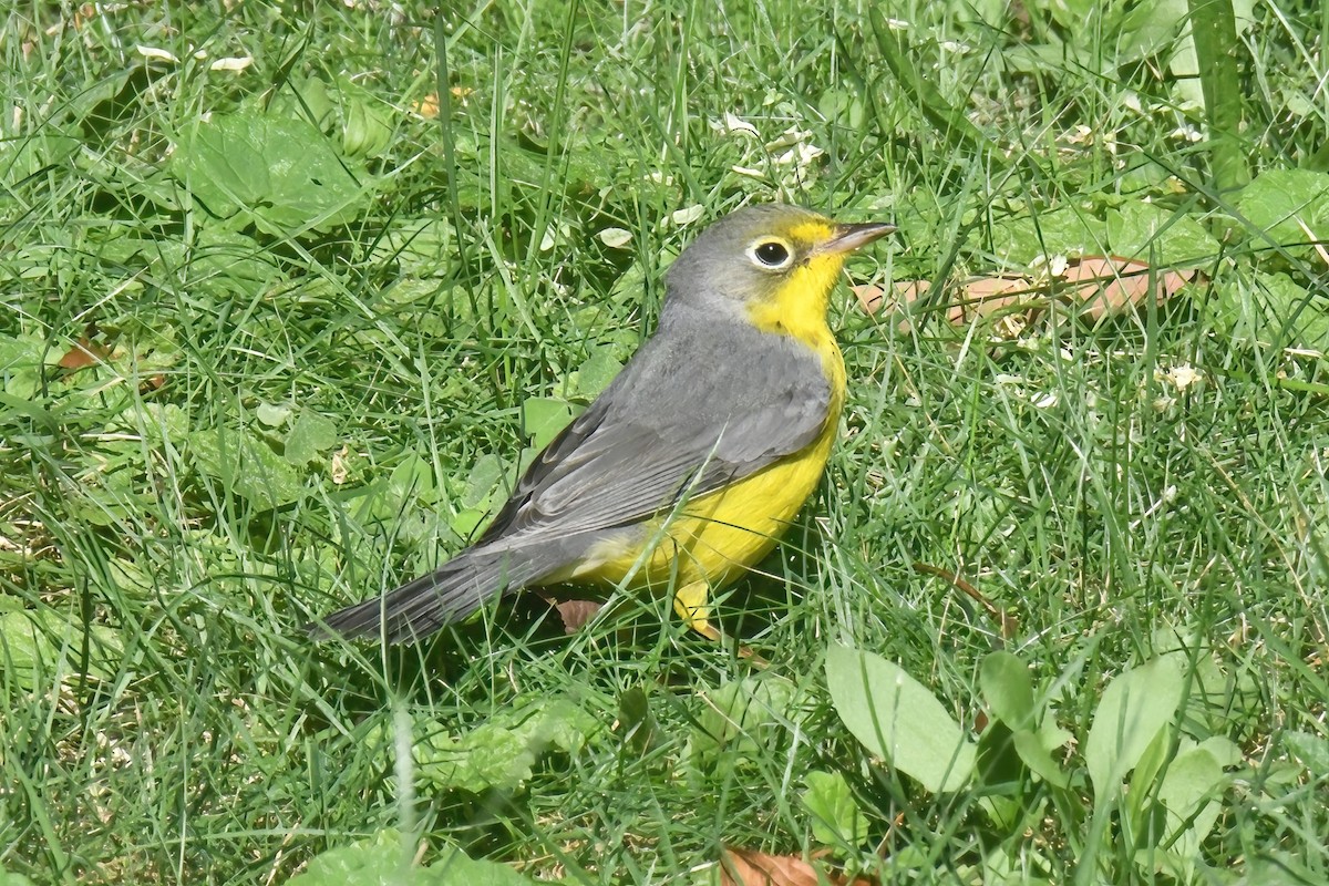 Canada Warbler - ML623348450