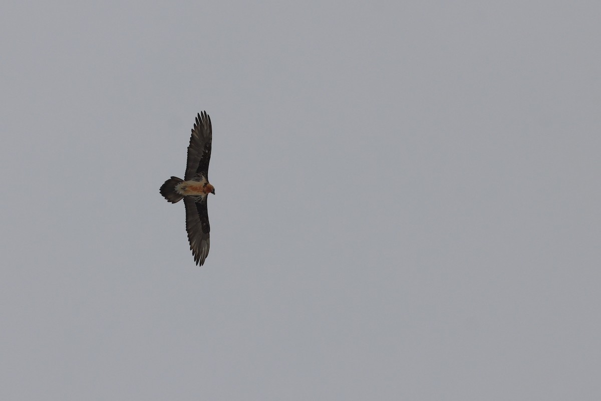 Bearded Vulture (Eurasian) - Zach Hawn