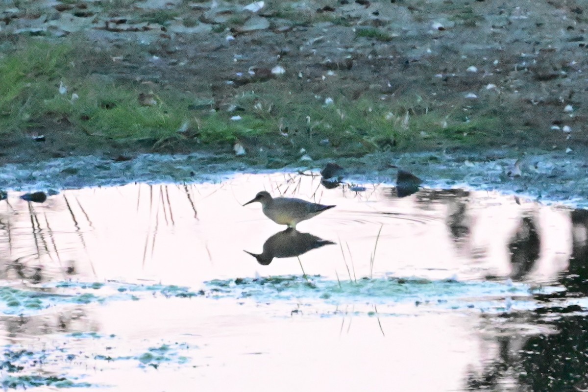 Red Knot - ML623348484