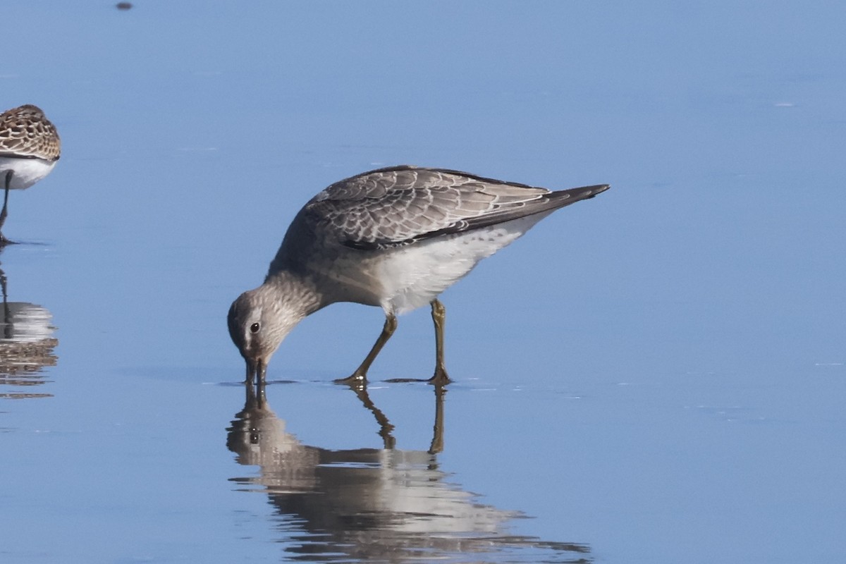 Red Knot - ML623348519