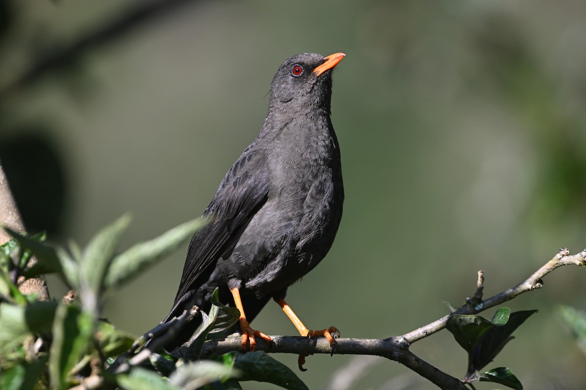 Great Thrush - D T