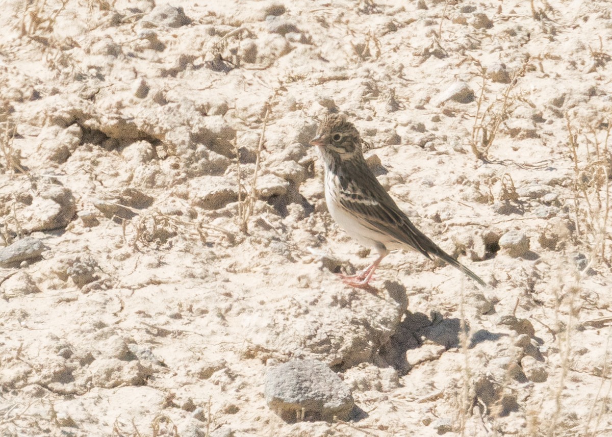 Vesper Sparrow - ML623348526