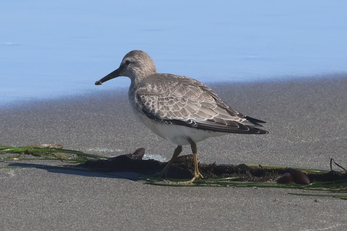 Red Knot - ML623348531