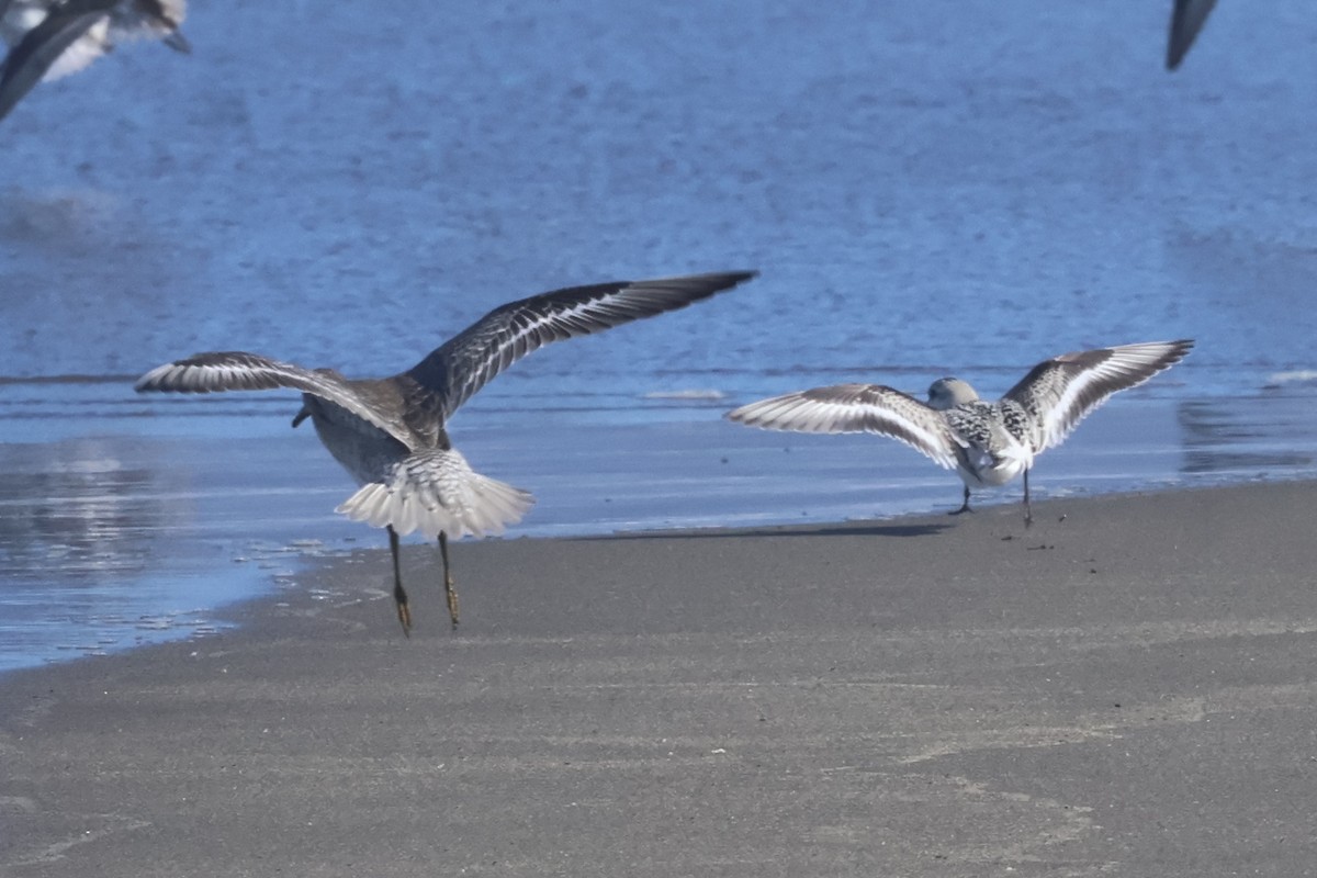 Red Knot - ML623348536