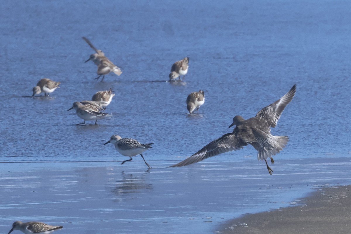 Red Knot - ML623348537