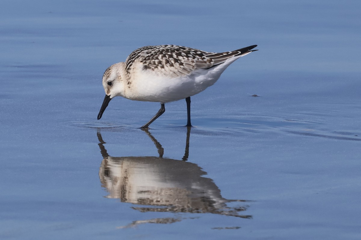 Sanderling - ML623348546