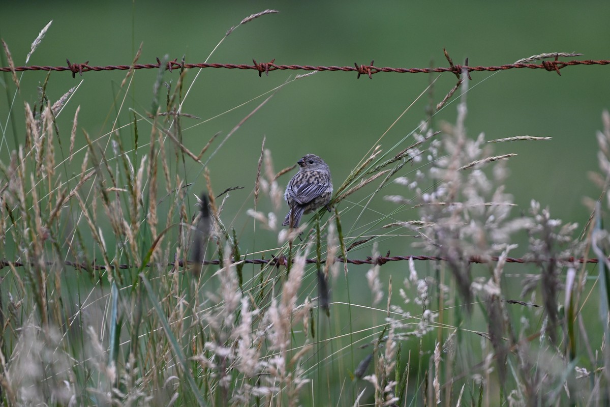 Plain-colored Seedeater - ML623348562