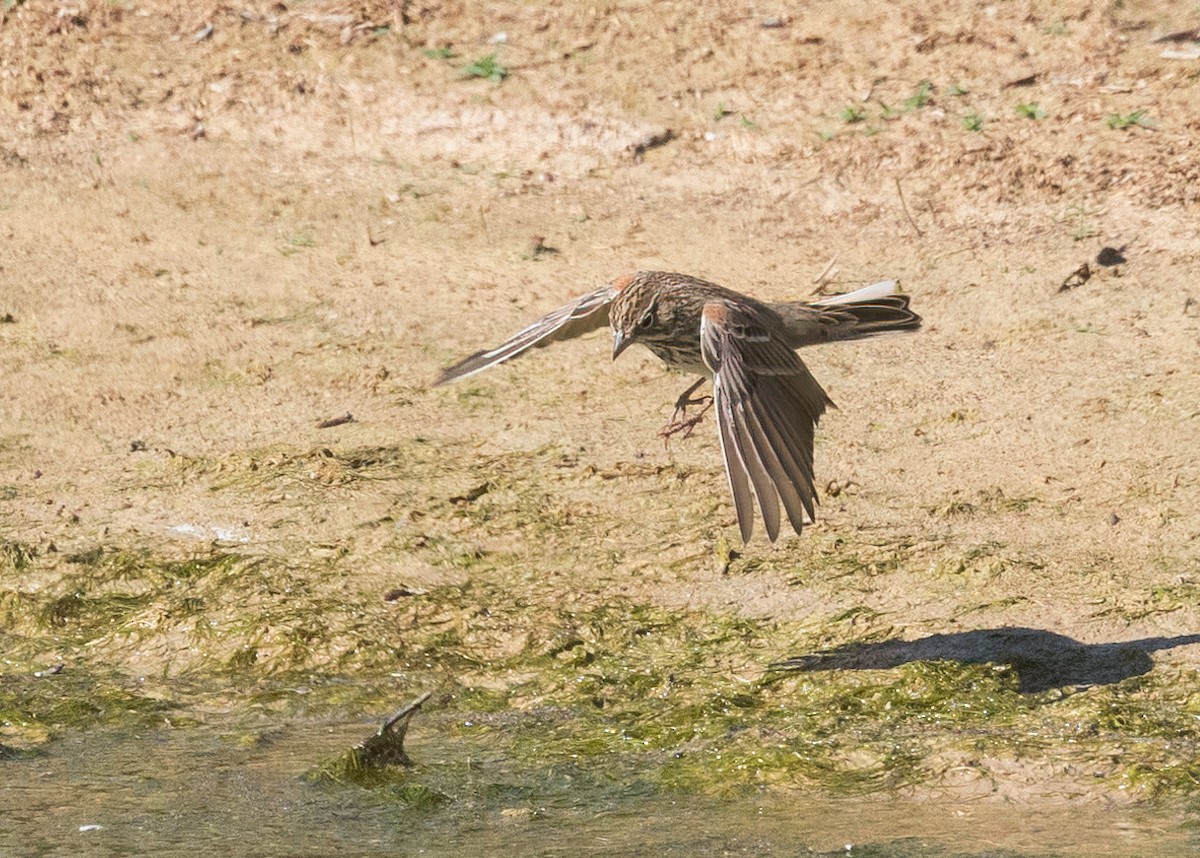 Vesper Sparrow - ML623348566