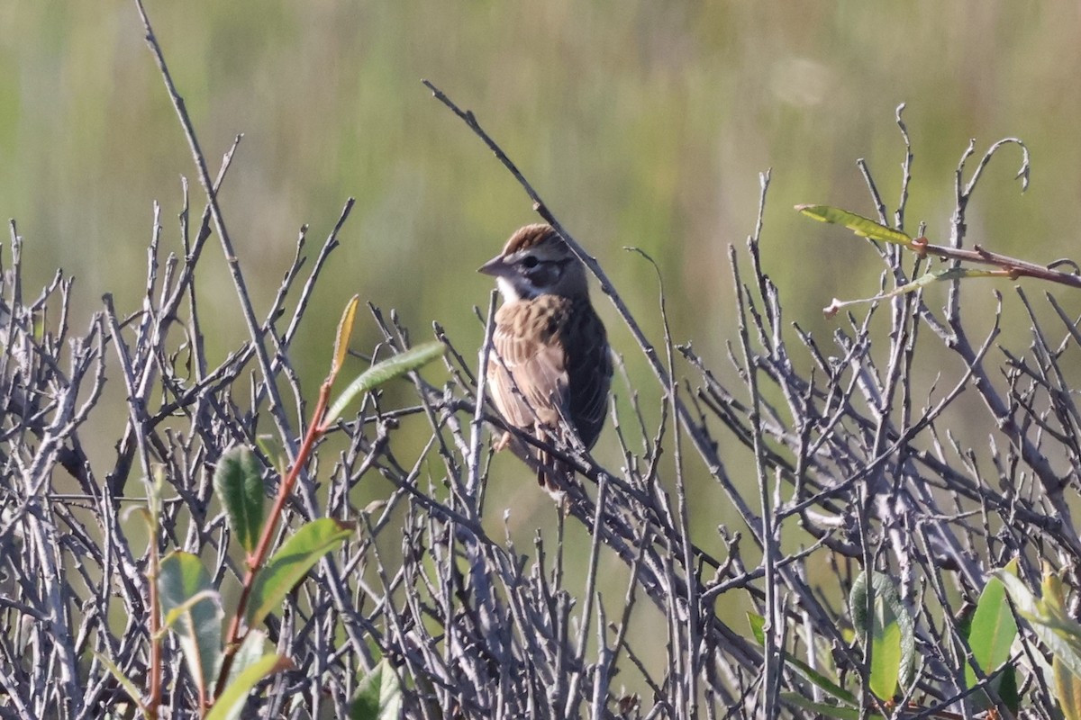 Lark Sparrow - ML623348584