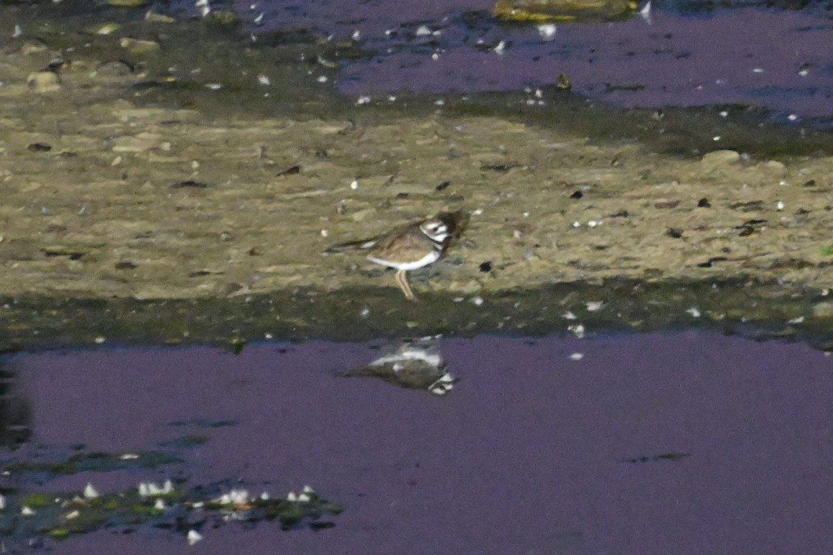 Killdeer - ML623348602