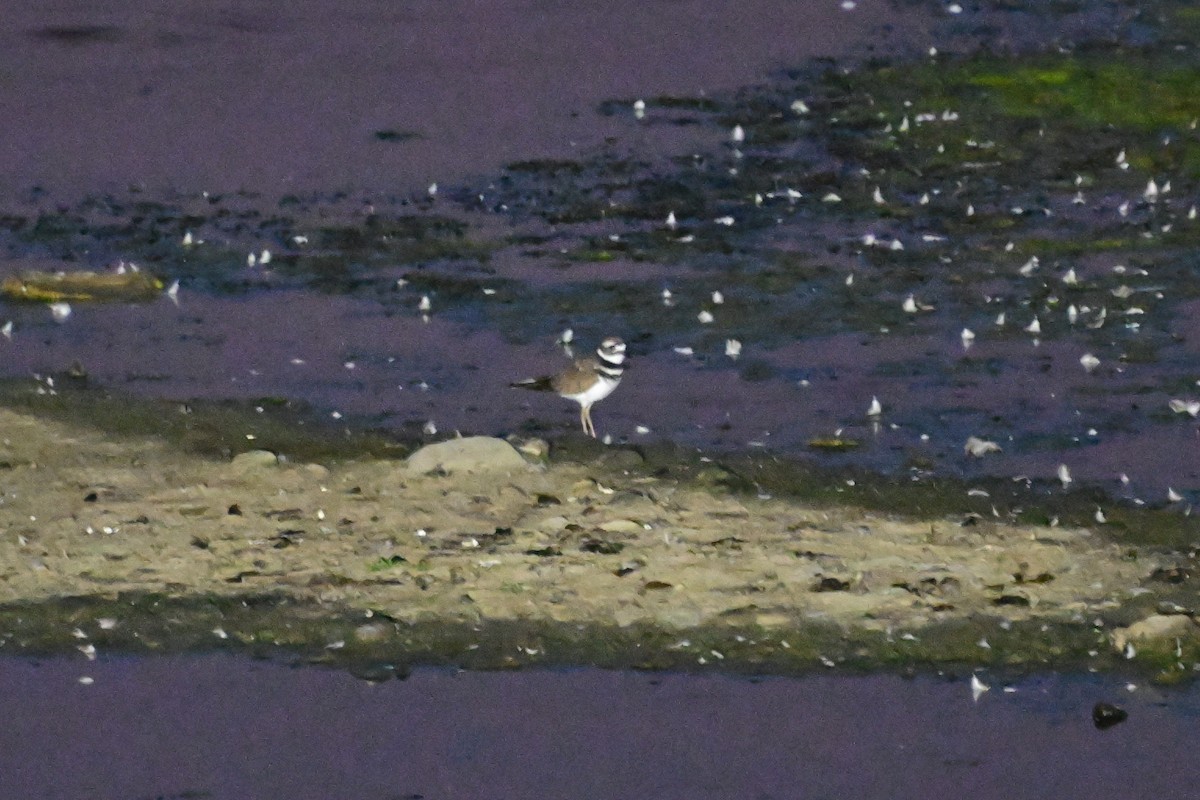 Killdeer - ML623348603