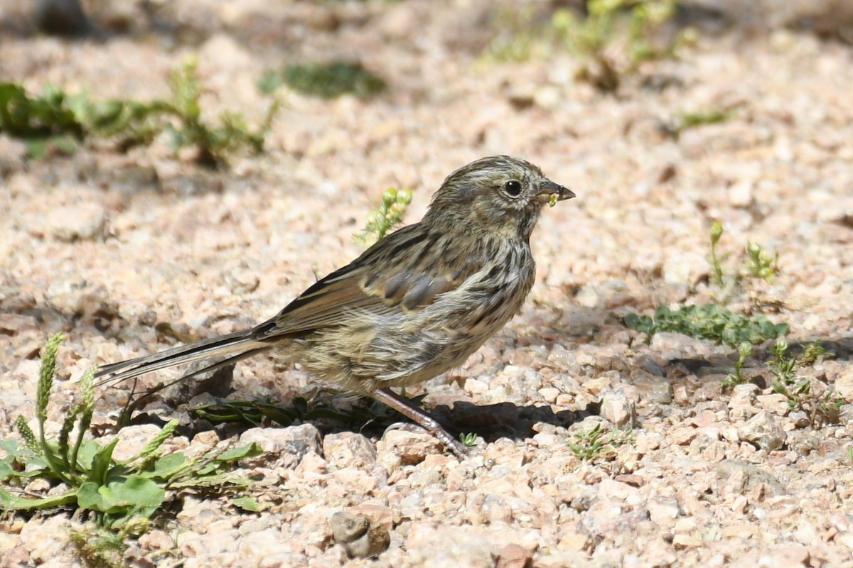 Song Sparrow - ML623348669