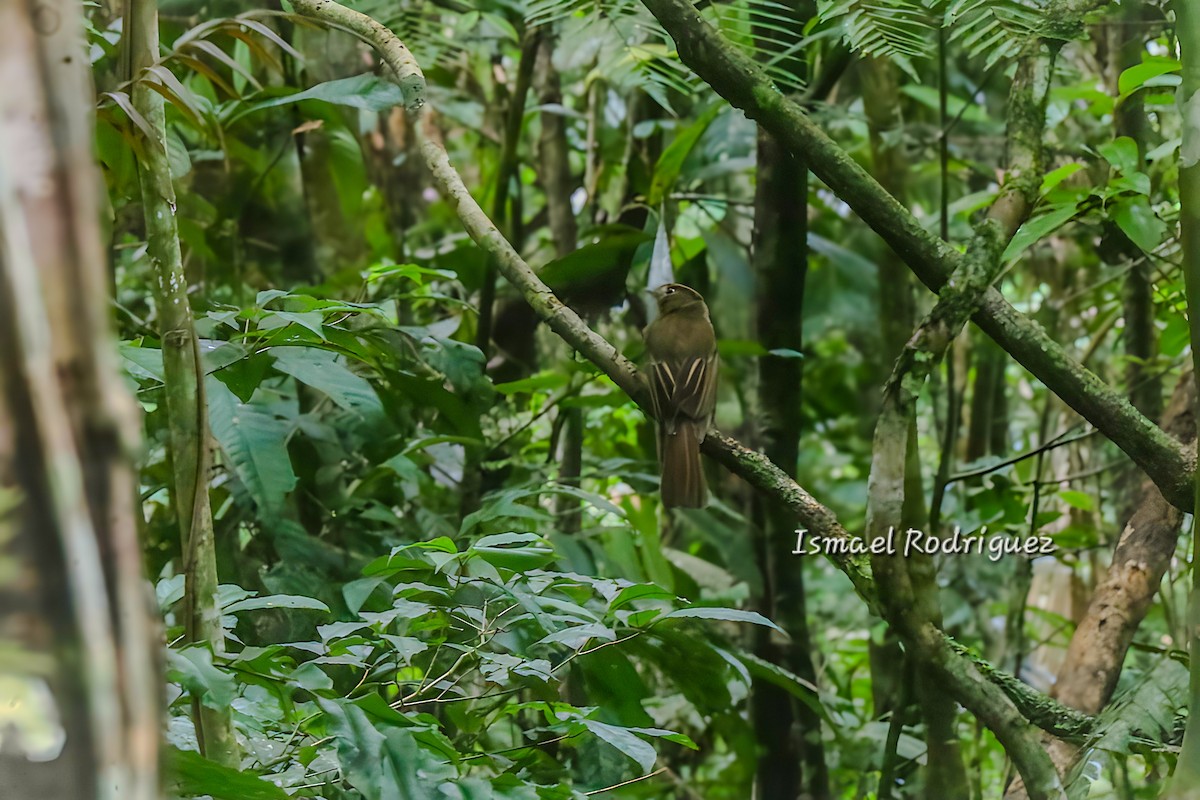 Brownish Twistwing - ML623348727