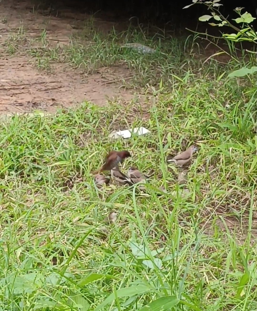 Scaly-breasted Munia - ML623348735