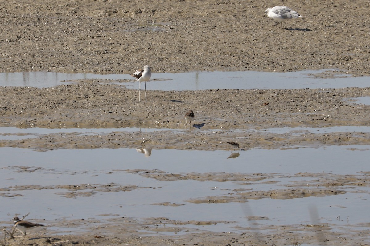 pygmésnipe - ML623348759