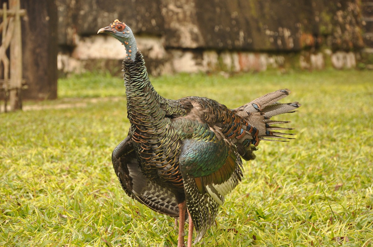 Ocellated Turkey - ML623348895