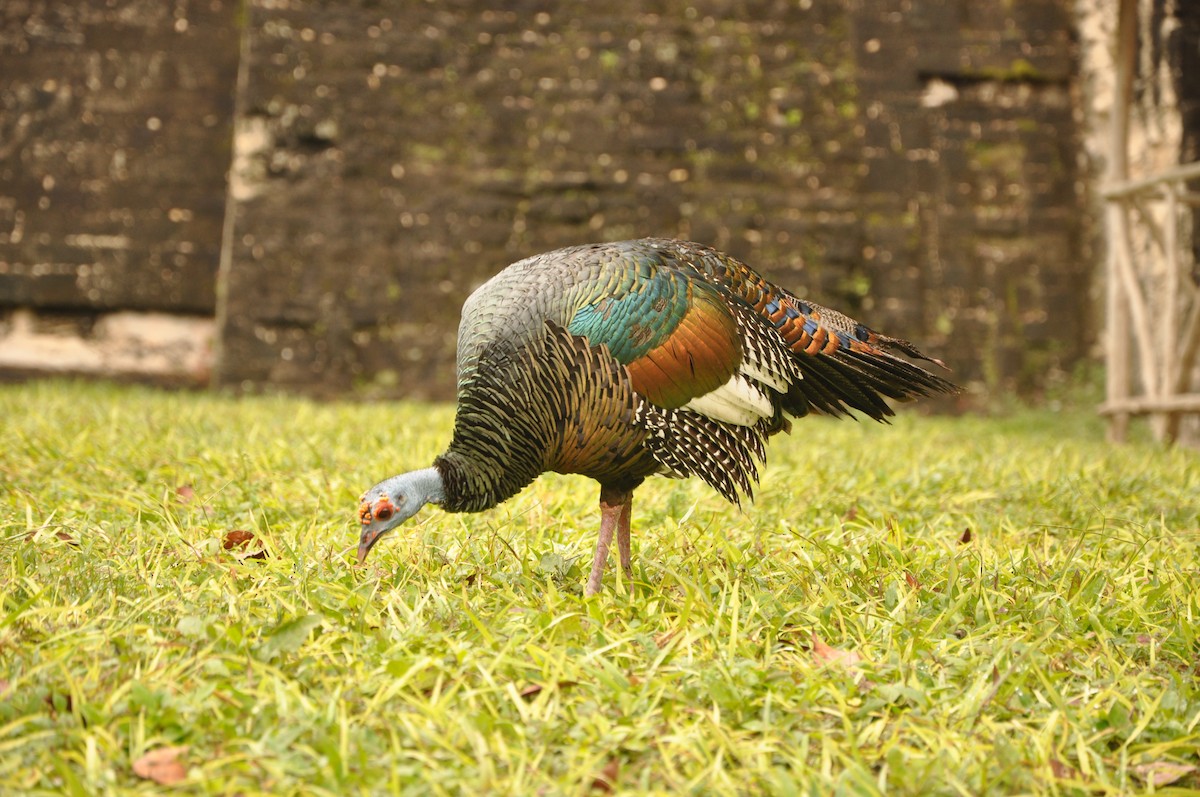 Ocellated Turkey - ML623348896