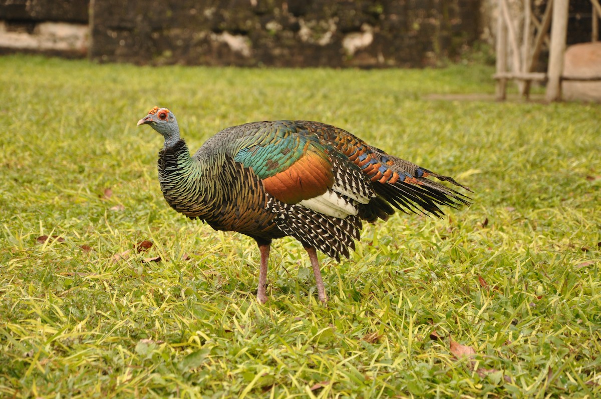 Ocellated Turkey - ML623348897