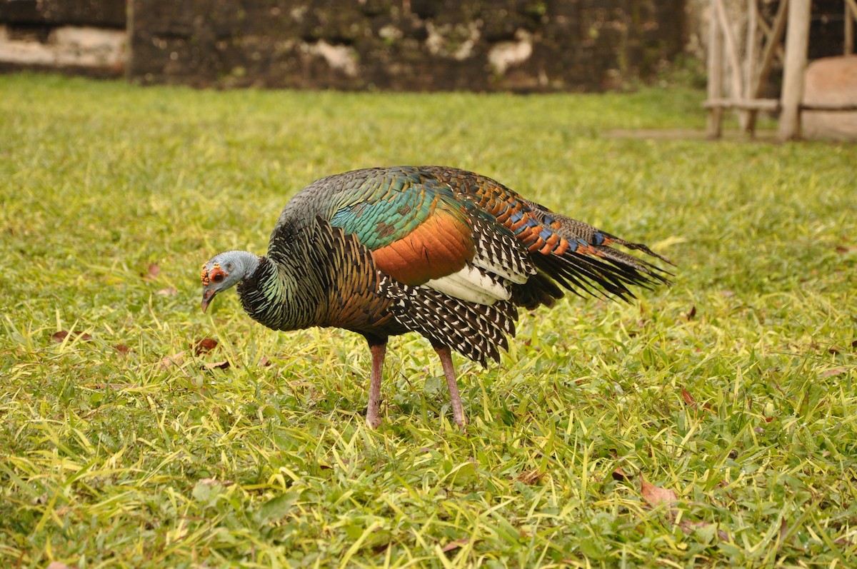 Ocellated Turkey - Abigail Duvall