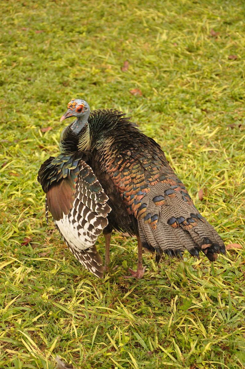 Ocellated Turkey - ML623348900