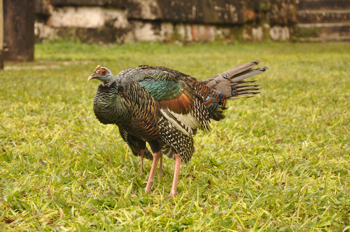 Ocellated Turkey - ML623348901