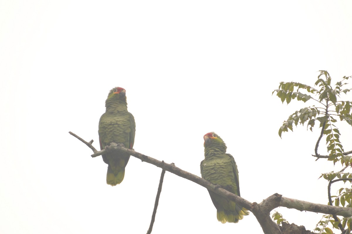 Red-lored Parrot - ML623348908