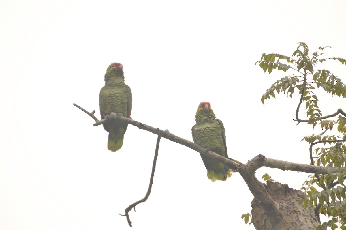 Red-lored Parrot - ML623348909