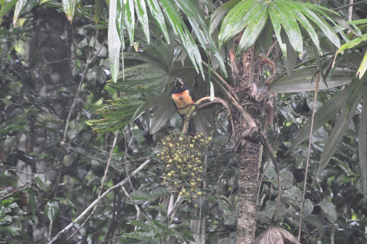 Collared Aracari - ML623348917