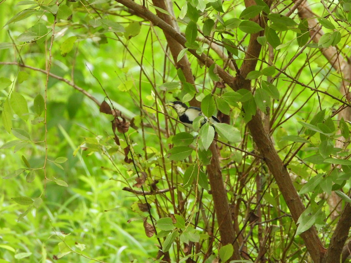 Japanese Tit - ML623348918