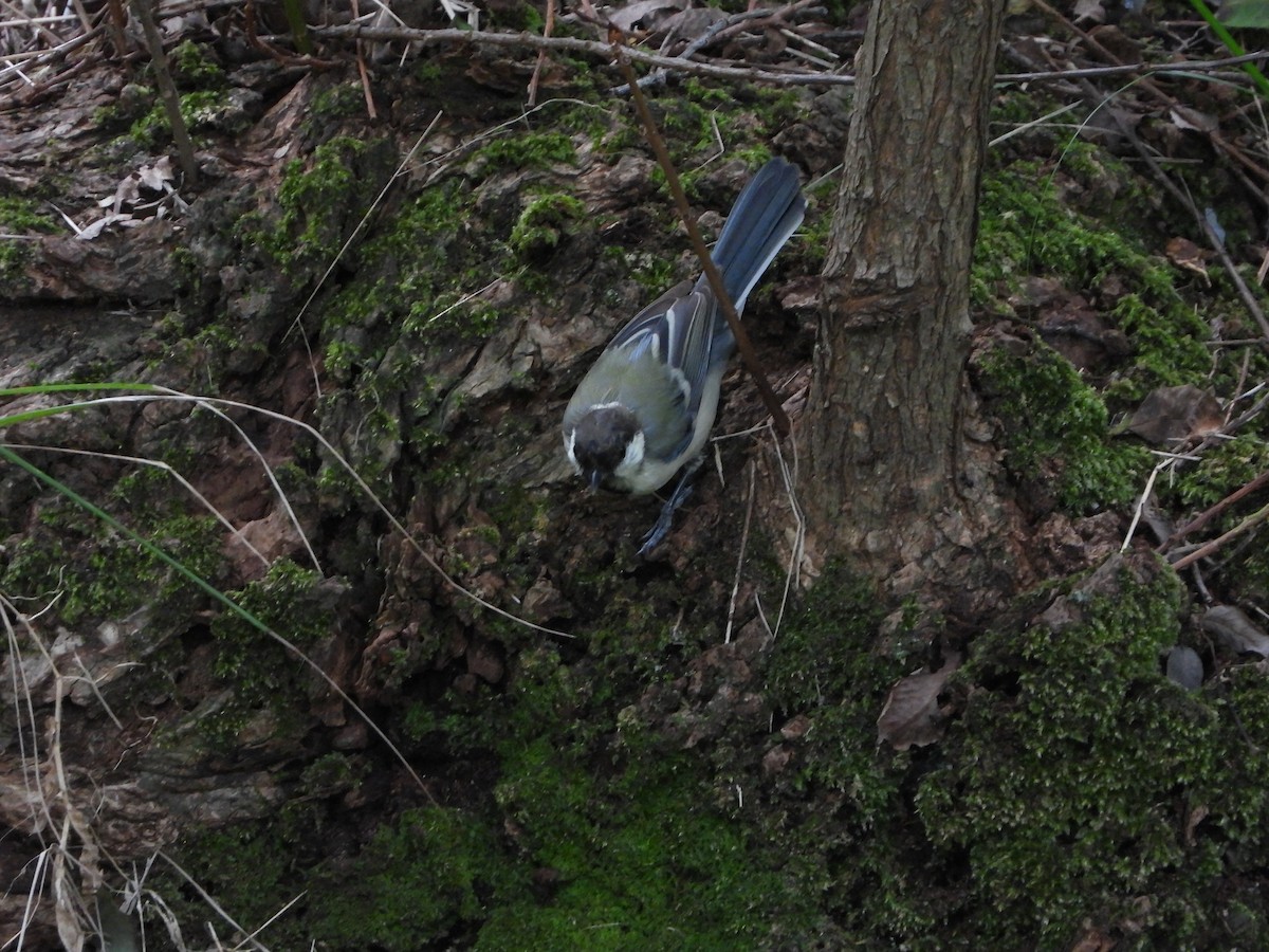 Japanese Tit - ML623348925