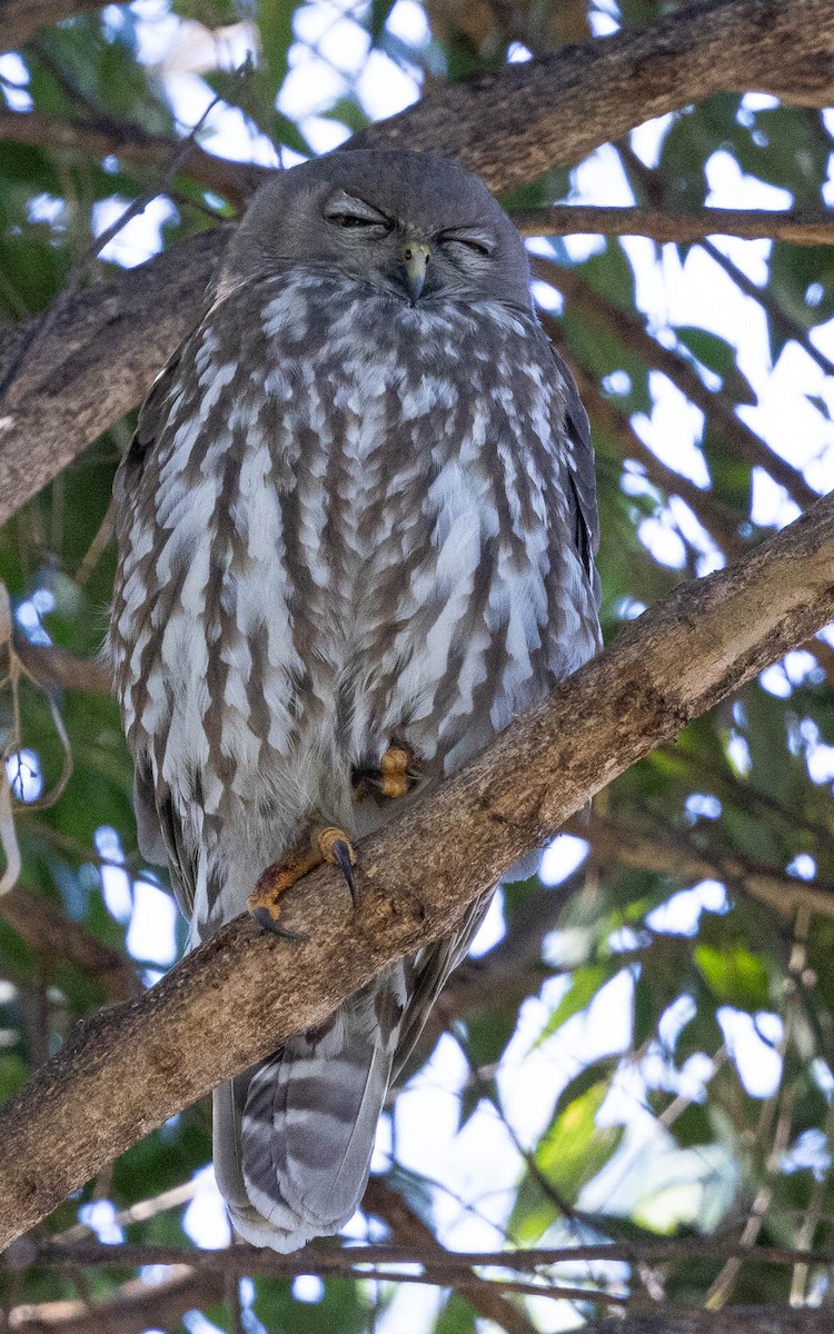 Barking Owl - ML623348955