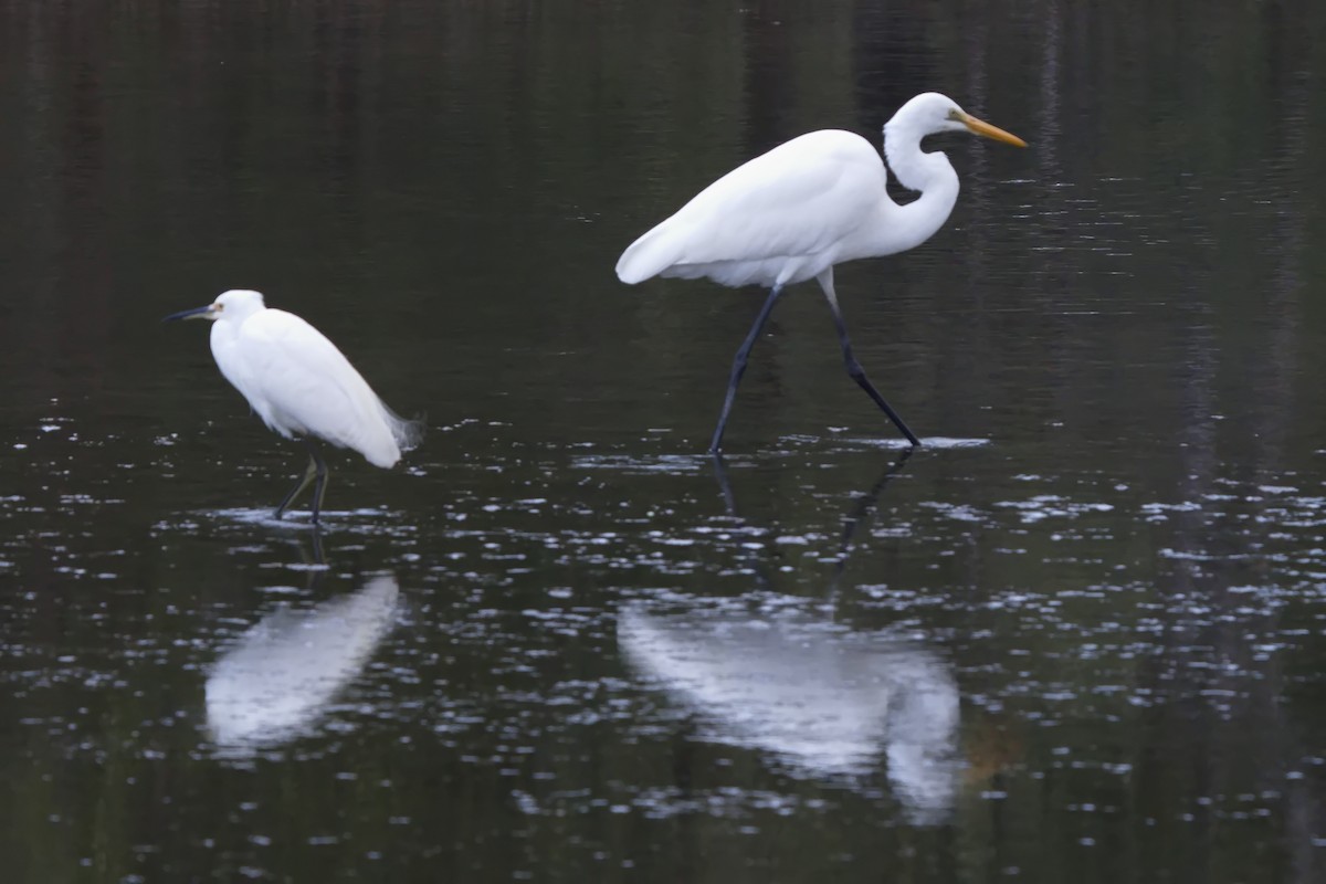 Great Egret - ML623348993