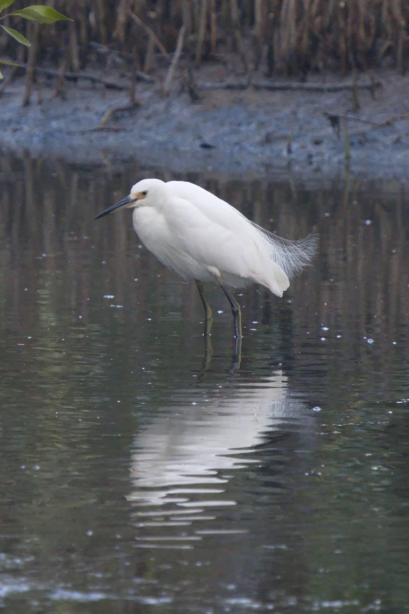 Little Egret - ML623348996