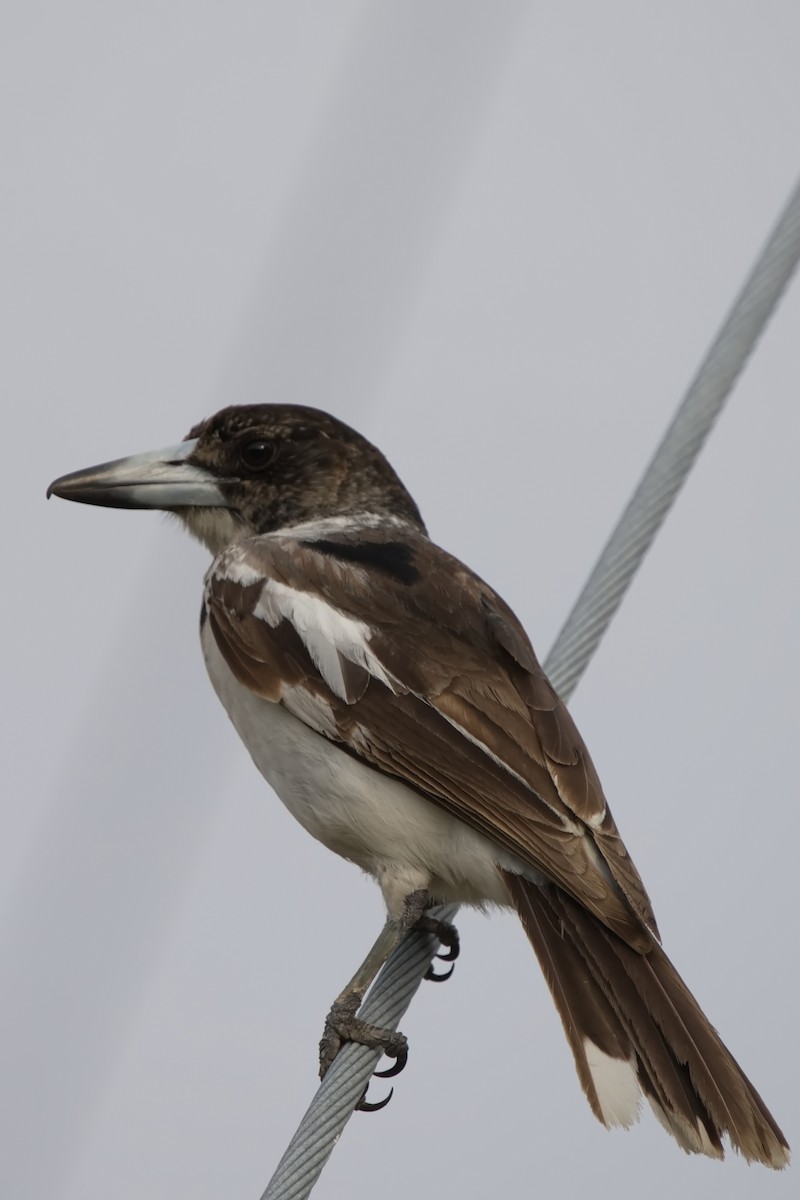 Pied Butcherbird - ML623349031