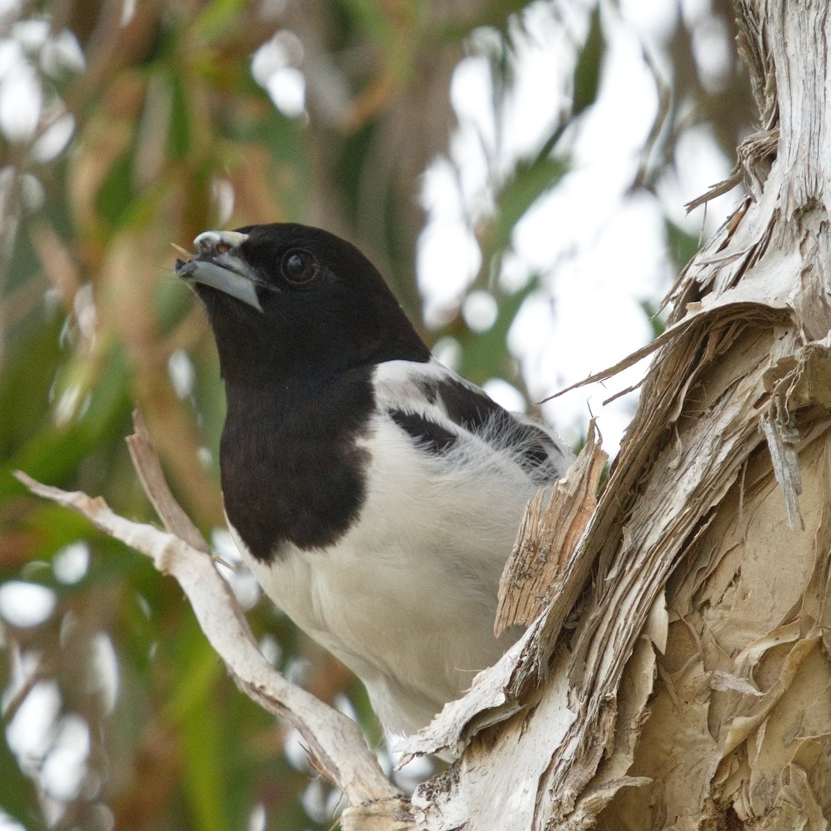 Pied Butcherbird - ML623349033