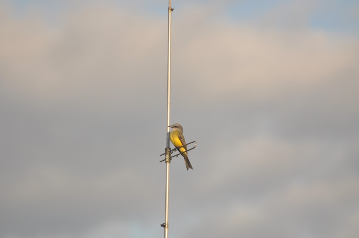 Tropical/Couch's Kingbird - ML623349053