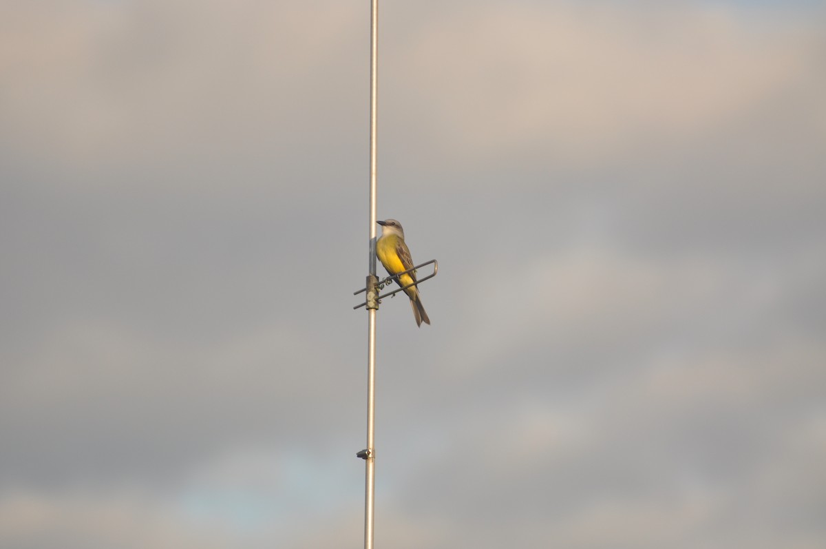 Tropical/Couch's Kingbird - ML623349054