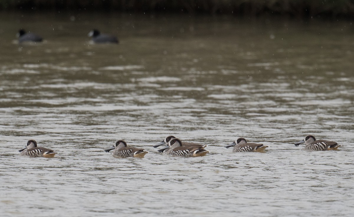 Pink-eared Duck - ML623349189