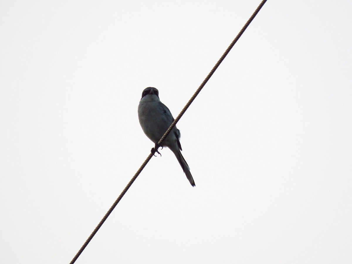 Loggerhead Shrike - Chris Barrigar